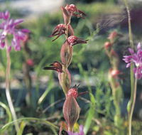 Carnamah-Eneabba Wildflower Drive - Attractions Brisbane