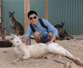 Maru Koala And Animal Park - Attractions Brisbane 2