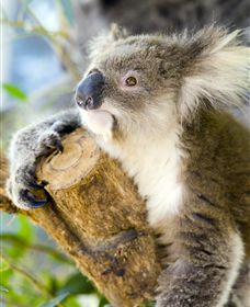 Maru Koala And Animal Park - Attractions Brisbane 1