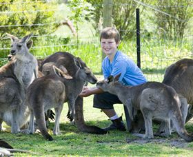 Maru Koala And Animal Park - Attractions Brisbane 4