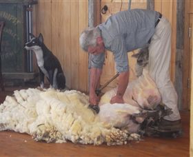 Maru Koala And Animal Park - Attractions Brisbane 8