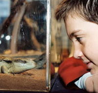 Canberra Reptile Zoo - Attractions Brisbane