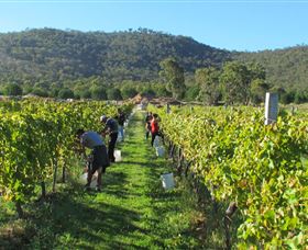 Savina Lane Premum Wines - Attractions Brisbane 1