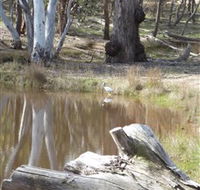 Mulligans Flat - Attractions Brisbane