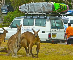 Surfaris Surf Camp - Attractions Brisbane 3