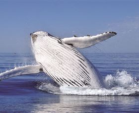 Fantasea Cruising Sydney - Attractions Brisbane 2