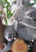 Cohunu Koala Park - Attractions Brisbane 1