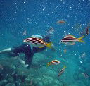 Imagine Cruises - Attractions Brisbane