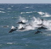 Tamboi Queen Cruises - Attractions Brisbane