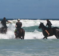 Pegasus Park Equestrian Centre - Attractions Brisbane
