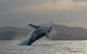 Byron Bay Whale Watching - thumb 1