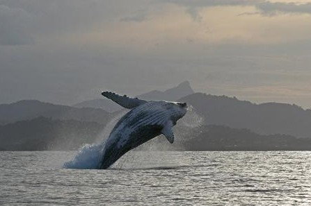 Byron Bay Whale Watching - Attractions Brisbane 1
