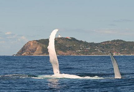 Byron Bay Whale Watching - Attractions Brisbane 3