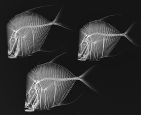 X-Ray Vision: Fish Inside Out - Attractions Brisbane 0