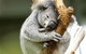 VIP Aussie Gold - thumb 1