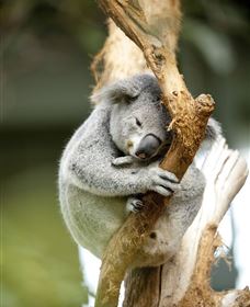 VIP Aussie Gold - Attractions Brisbane 1