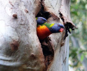 West Pennant Hills NSW Attractions Brisbane