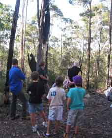 Boronia Tours - Attractions Brisbane 1