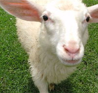 Golden Ridge Animal Farm - Attractions Brisbane