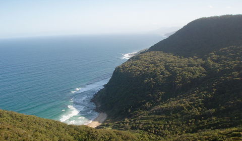 Palm Jungle Loop Track - Attractions Brisbane 1