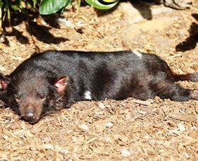 Symbio Wildlife Park - Attractions Brisbane 0