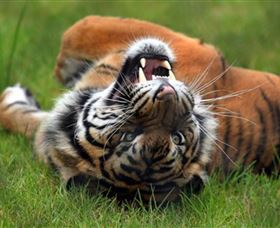 Symbio Wildlife Park - Attractions Brisbane 6