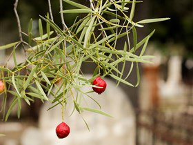 West Terrace Cemetery - Attractions Brisbane 3