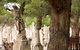 West Terrace Cemetery - thumb 0