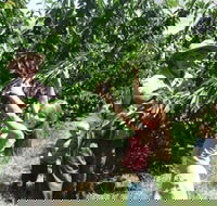 Forest Range Cherries - Attractions Brisbane