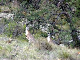 Saunders Gorge Sanctuary - Attractions Brisbane 2