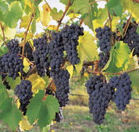 Hills Short Wine and Food Trail - Attractions Brisbane