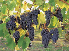 Hills Short Wine And Food Trail - Attractions Brisbane 0