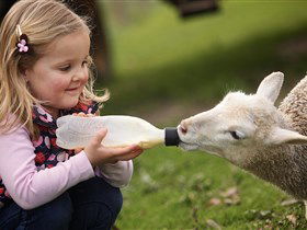 Hahndorf Farm Barn - Attractions Brisbane 0