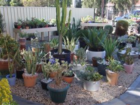 Cactus Creations - Attractions Brisbane 1