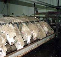 Island Pure Sheep Dairy And Cheese Factory - Attractions Brisbane
