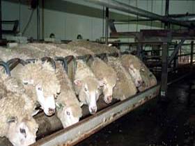 Island Pure Sheep Dairy And Cheese Factory - Attractions Brisbane 0