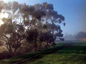 Island Pure Sheep Dairy And Cheese Factory - Attractions Brisbane 2