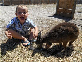 Animal Farm Goolwa - Attractions Brisbane 0