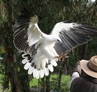 Raptor Domain - Attractions Brisbane