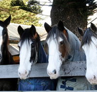 Victor Harbor Horse Drawn Tramway - Attractions Brisbane