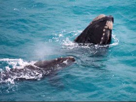 Tourist Drive Route 50 - Attractions Brisbane 1