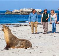 Seal Bay Conservation Park - Attractions Brisbane