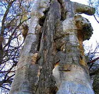 Junction Island Nature Reserve Canoe Tree and Walking Track - Attractions Brisbane