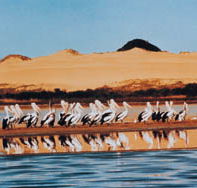Coorong National Park - Attractions Brisbane