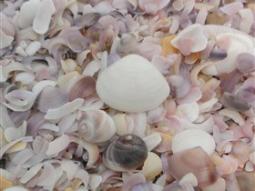 42 Mile Crossing - Attractions Brisbane 2