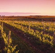 Ralph Fowler Wines - Attractions Brisbane