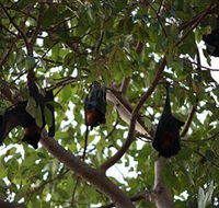 Manngarre Rainforest Walk - Attractions Brisbane