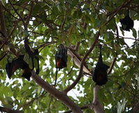 Manngarre Rainforest Walk