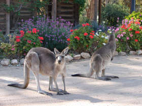 The Pioneer Settlement - Attractions Brisbane 5