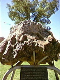 Fossilised Tree - Attractions Brisbane 0